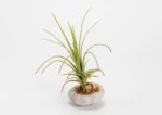 plantas decorativas